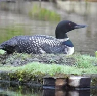 loon-1