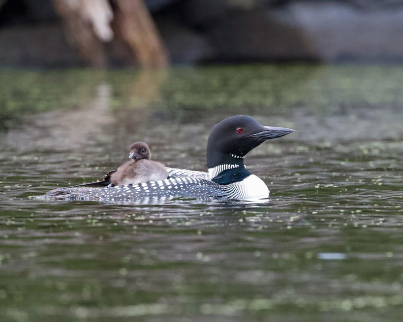 chris-kanters-loon