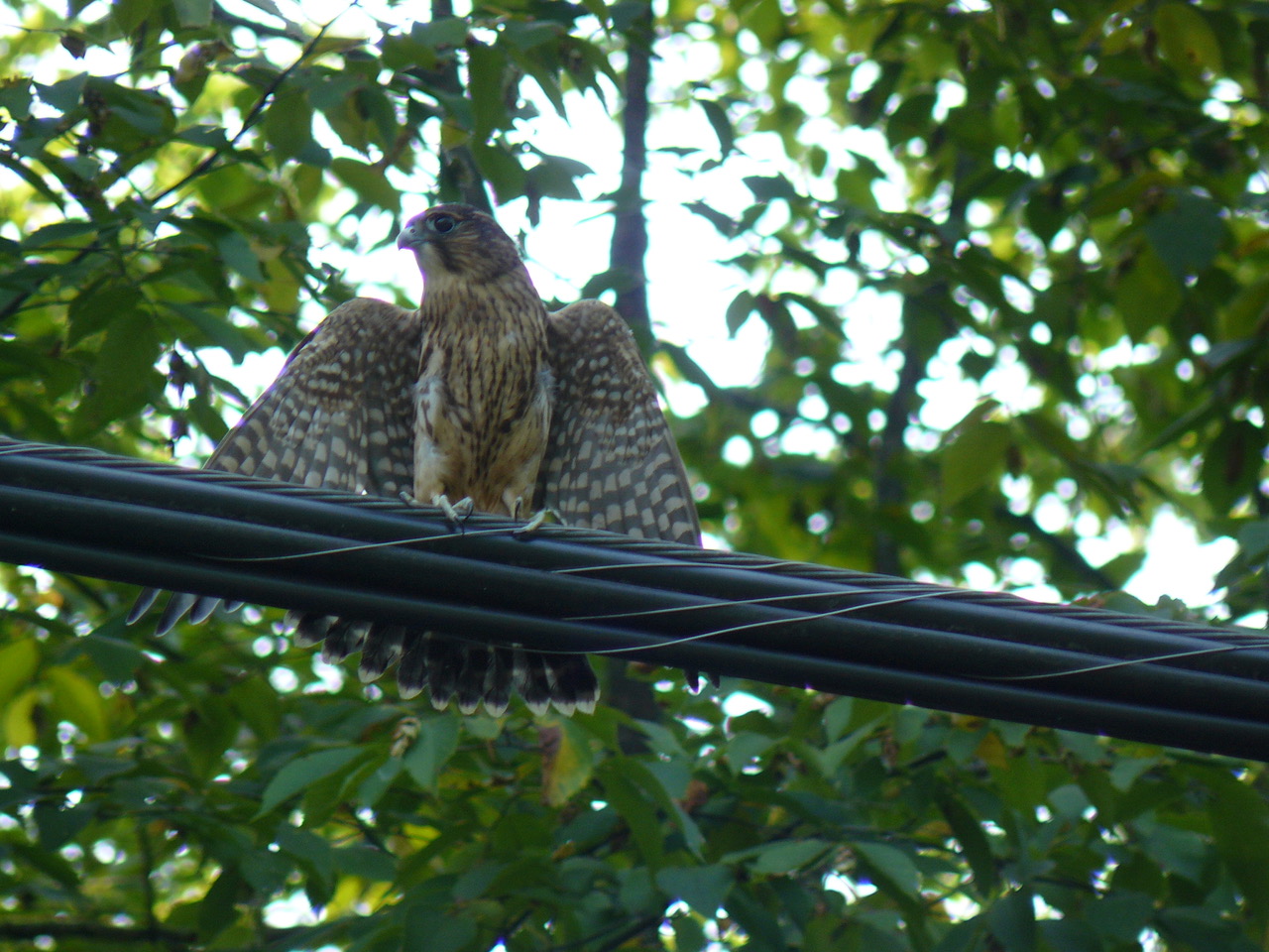 Merlin Falcon