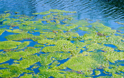 Blue-green_Algae