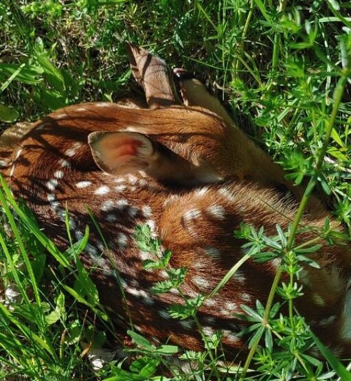 Image 2021-06-08 at 11.47 AM