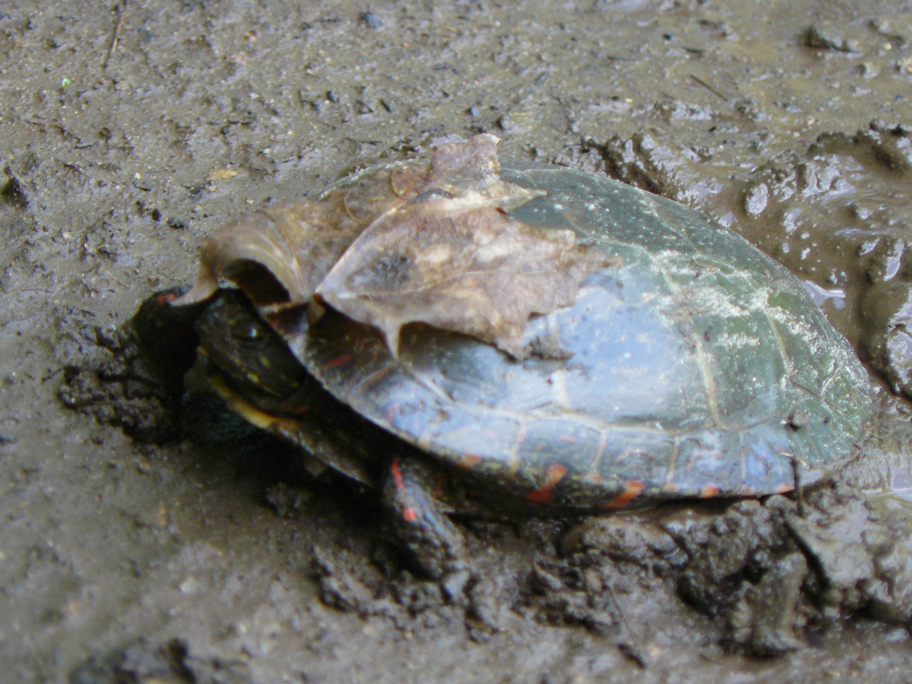 Painted turtle laying eggs