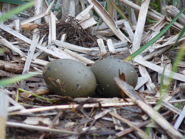 Loon Eggs