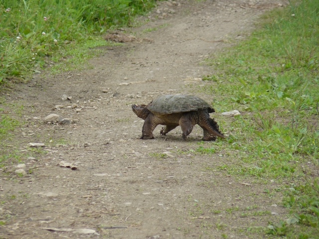 Snapping turtle on the move