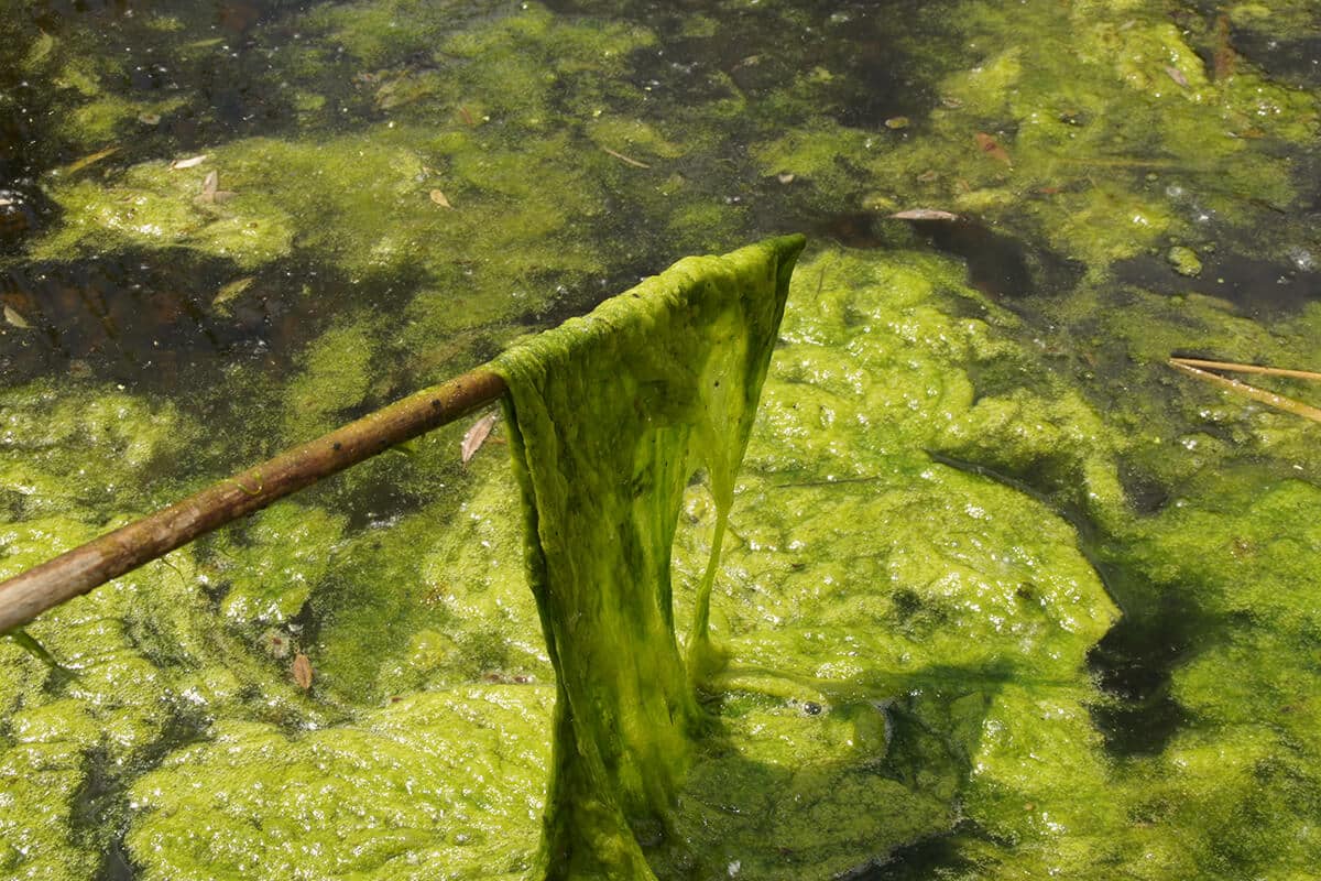 identify-filamentous-algae-1