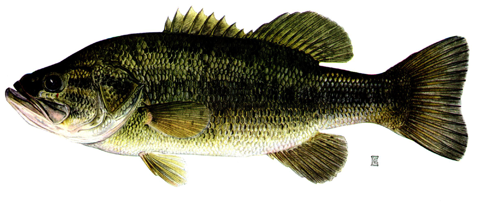 large mouth bass